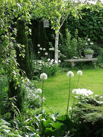 Un jardin verdoyant avec des fleurs printanières blanches et un banc en bois.