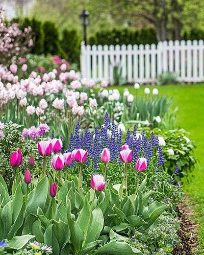 Jardin fleuri avec des tulipes roses et des lavandes.