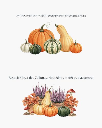 Diverses courges et fleurs d'automne pour la décoration.
