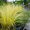 Graminées Carex oshimensis