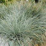 Graminées Festuca glauca