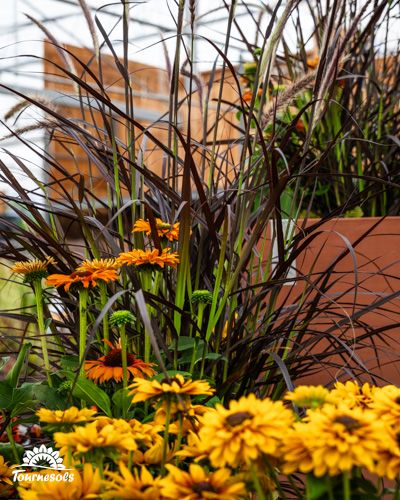 Graminées ornementales et fleurs jaunes dans un jardin.