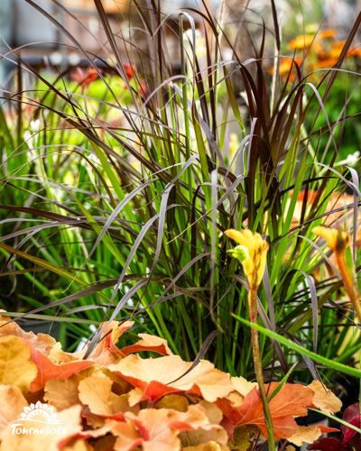 Jardin avec graminées et fleurs jaunes éclatantes.