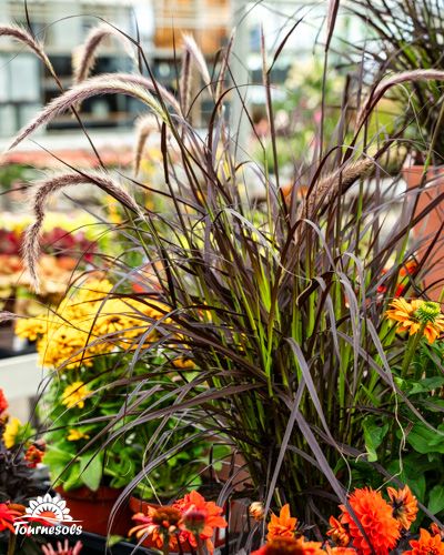 Graminées ornementales et fleurs jaunes dans un jardin.