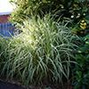 Graminées Arundo donax ‘Variegata’