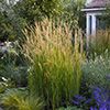 Graminées Calamagrostis x acutiflora