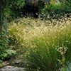 Graminées Deschampsia cespitosa