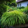 Graminées Hakonechloa macra