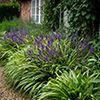 Graminées Liriope muscari