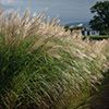 Graminées Miscanthus sinensis