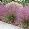 Graminées Muhlenbergia capillaris