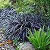 Graminées Ophiopogon japonicus