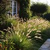 Graminées Calamagrostis x acutiflora