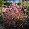 Graminées Pennisetum setaceum ‘Rubrum’