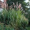 Graminées Saccharum ravennae