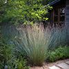 Graminées Schizachyrium scoparium