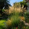 Graminées Stipa gigantea