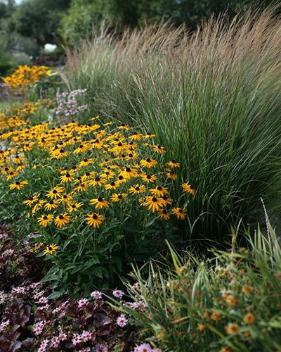 Jardin de graminées, de Rudbeckia et d'heuchère, quand les variétés de plantes crèent des massifs durables et élégants.