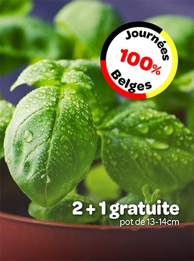 Plante verte en pot avec badge 