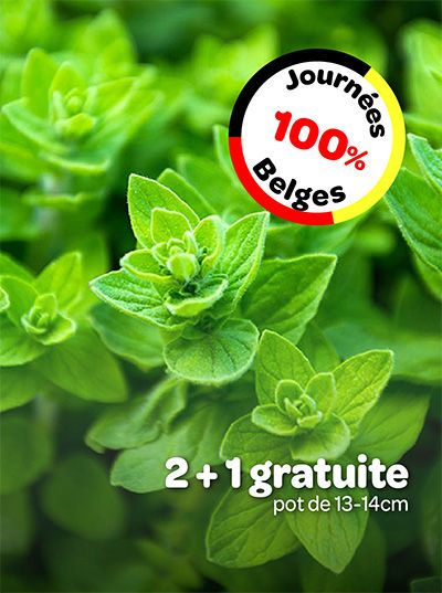 Promotion sur des plantes locales avec l'offre 2+1 gratuite pour les journées 100% Belges.