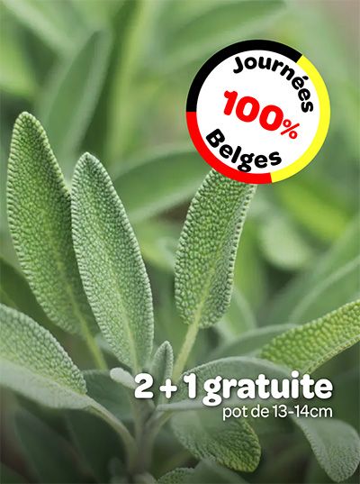 Plante avec promotion 2+1 gratuite et logo Journées 100% Belges.