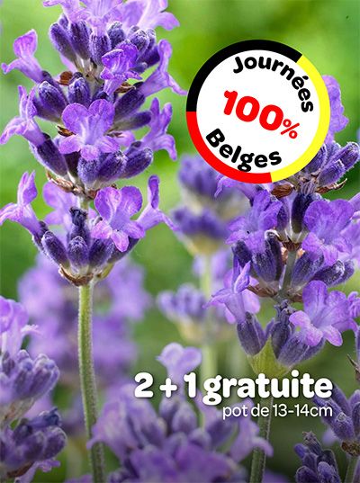 Lavande avec logo Journées 100% Belges et offre 2 + 1 gratuite.