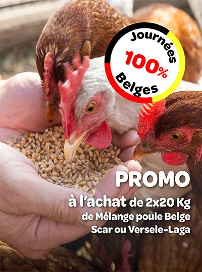 Poules picorant dans des mains avec un encart promotionnel 'Journées 100% Belges'.
