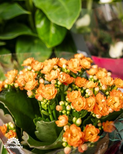 Kalanchoë orange vibrant avec feuillage vert chez Tournesols.