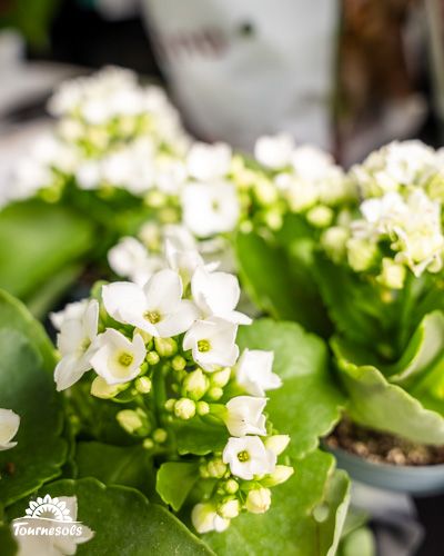Kalanchoë en fleurs blanches avec feuilles vertes chez Tournesols.