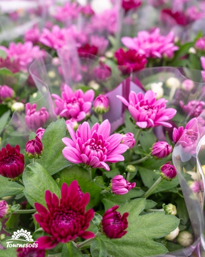 Chrysanthèmes roses en pleine floraison exposés pour Toussaint 2025.