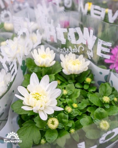Chrysanthèmes blancs en pot avec logo Tournesols visible.