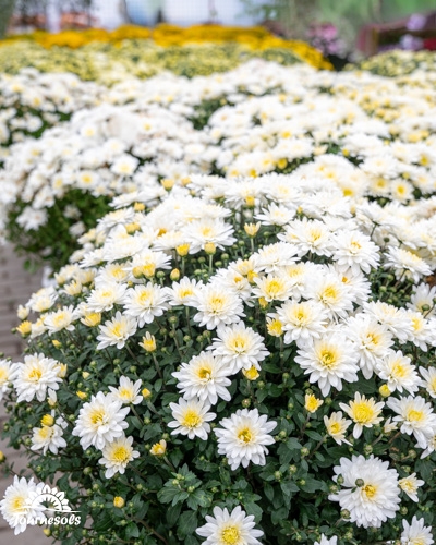 Chrysanthèmes blancs et jaunes en pleine floraison.