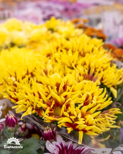 Chrysanthemums jaunes et violets exposés pour la Toussaint.
