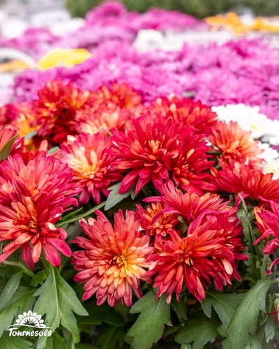 Chrysanthèmes rouges et orange de Tournesols pour la Toussaint.