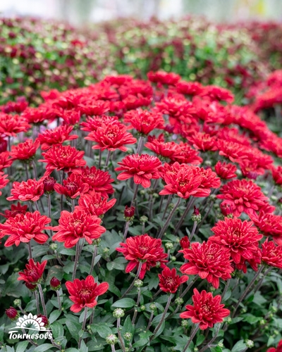 Chrysanthèmes rouges en pleine floraison dans un jardin pour la Toussaint 2025.