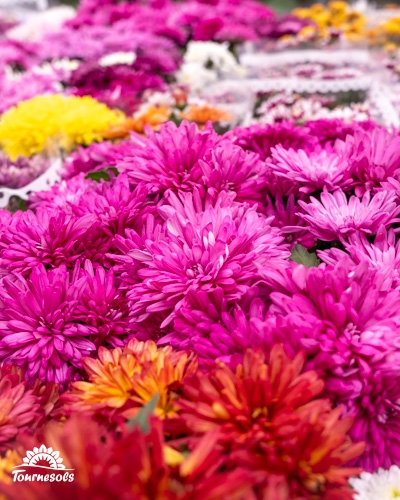 Chrysanthèmes colorés à vendre chez Tournesols pour Toussaint 2025.