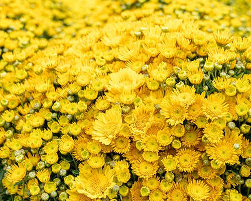 Chrysanthèmes jaunes vibrants pour la Toussaint 2025.