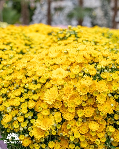 Bouquet dense de chrysanthèmes jaunes en gros plan.