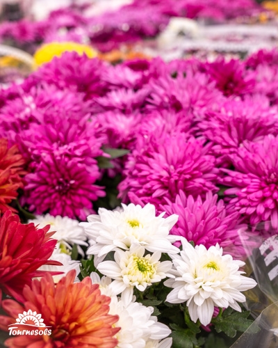 Chrysanthèmes multicolores exposés chez Tournesols.