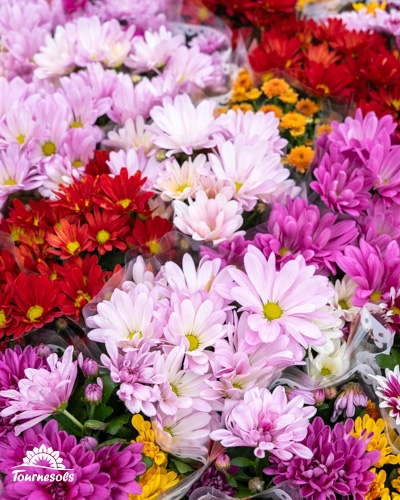 Bouquet multicolore de chrysanthèmes roses, rouges et jaunes.