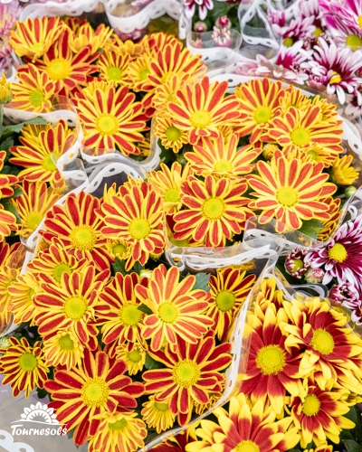 Chrysanthèmes bicolores rouge et jaune en bouquets chez Tournesols.