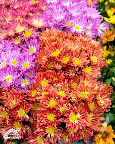 Chrysanthèmes colorés, parfaits pour la Toussaint 2025 chez Tournesols.