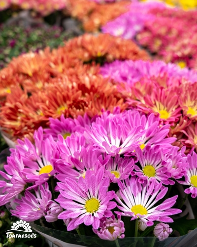 Chrysanthèmes roses et orange vibrant en gros plan.
