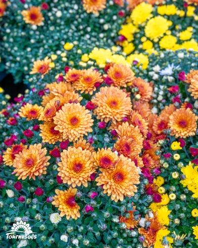 Chrysanthèmes jaunes et orange sur un étal fleuri.