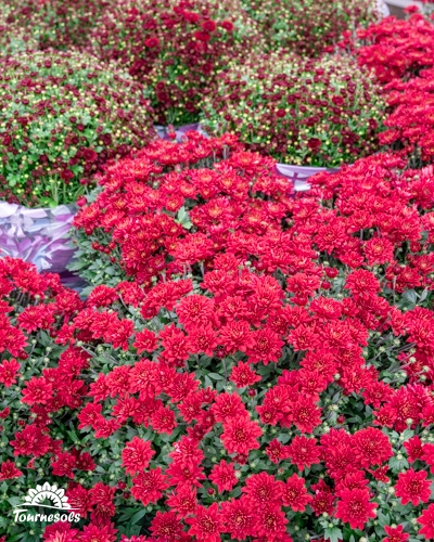 Chrysanthèmes rouges en pot chez Tournesols.