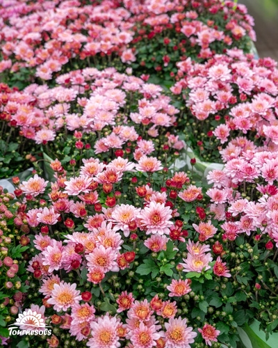 Chrysanthèmes roses en pleine floraison exposés par Tournesols.