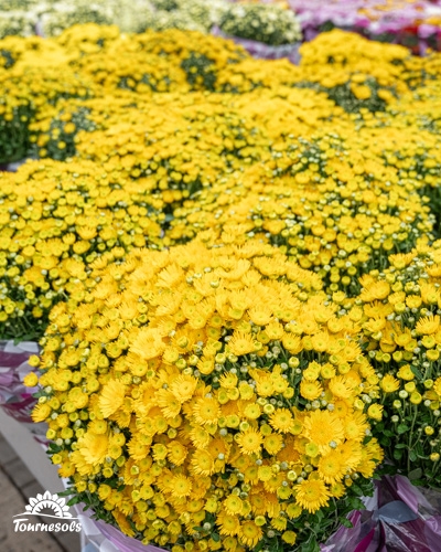 Masses de chrysanthèmes jaunes en pleine floraison chez Tournesols.