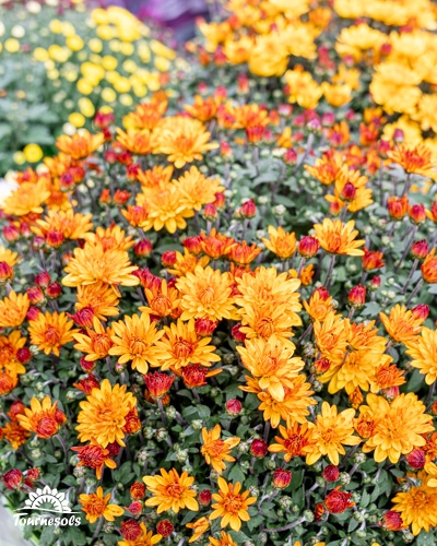 Chrysanthèmes orange vif en pleine floraison.