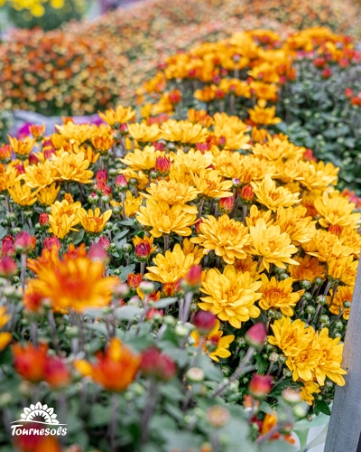 Chrysanthèmes jaunes et orange en pleine floraison chez Tournesols.