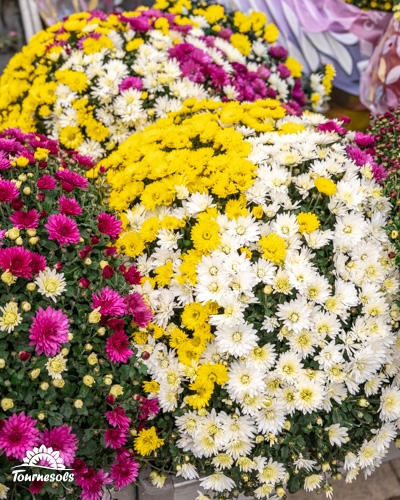 Bouquets de chrysanthèmes multicolores exposés chez Tournesols.